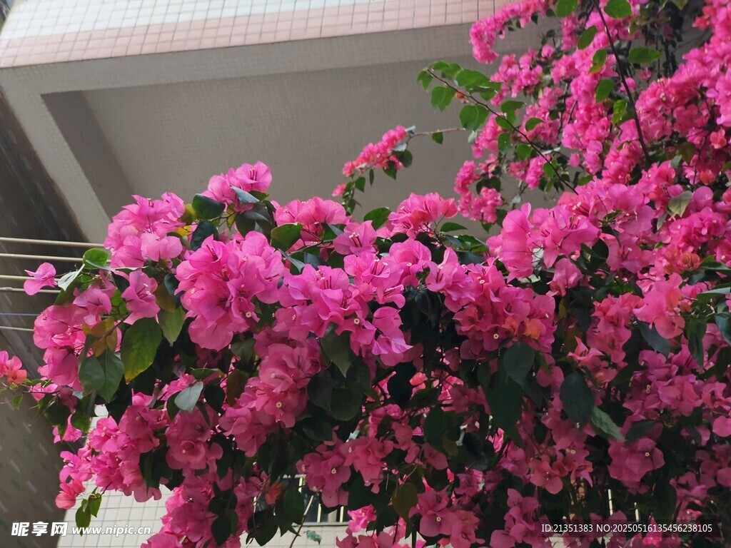 葉子花
