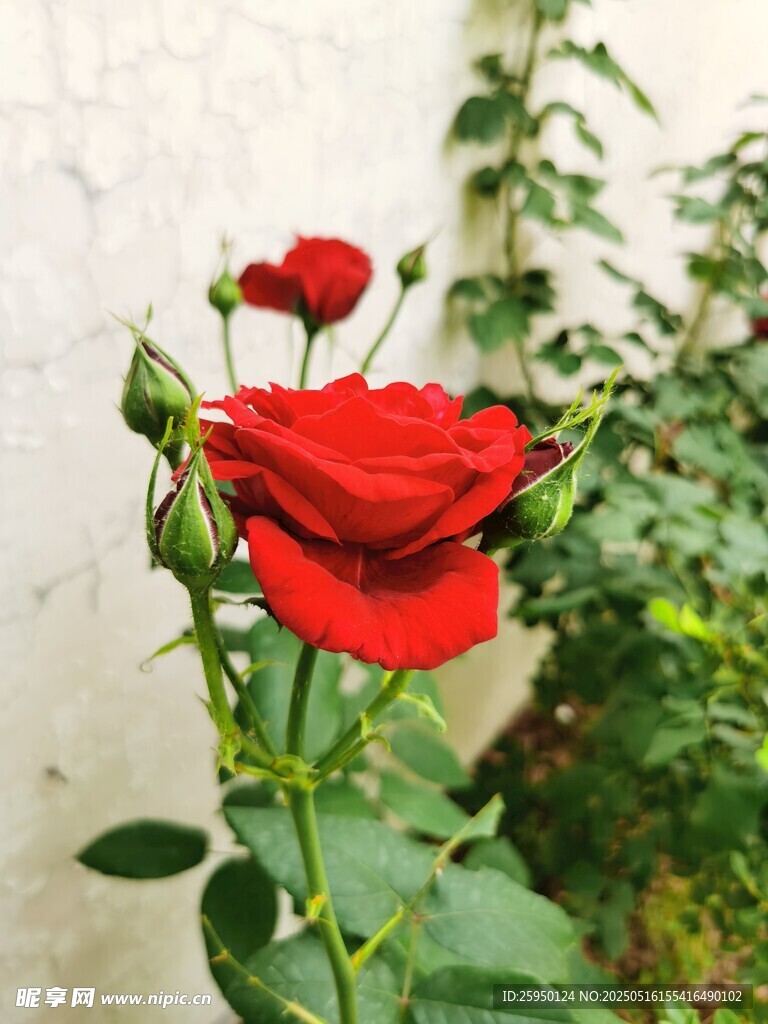 嬌艷紅玫瑰綻放于綠植間