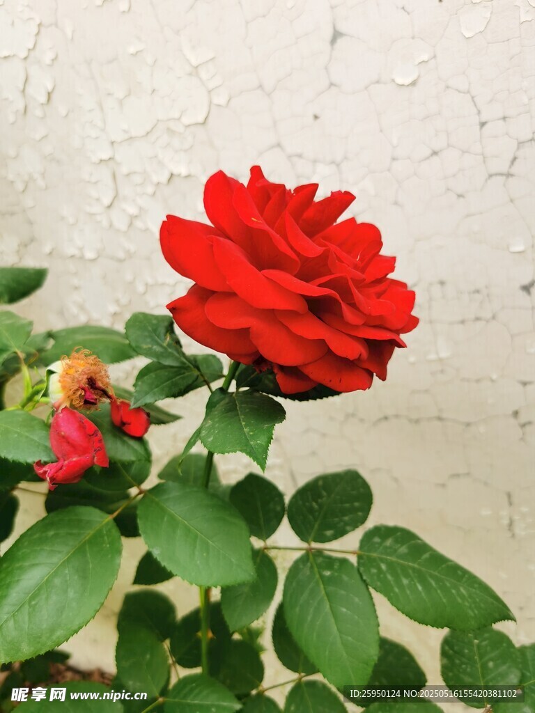 嬌艷紅玫瑰綻放綠葉間
