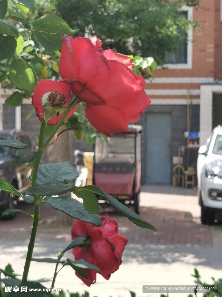 嬌艷紅玫瑰綻放于街巷