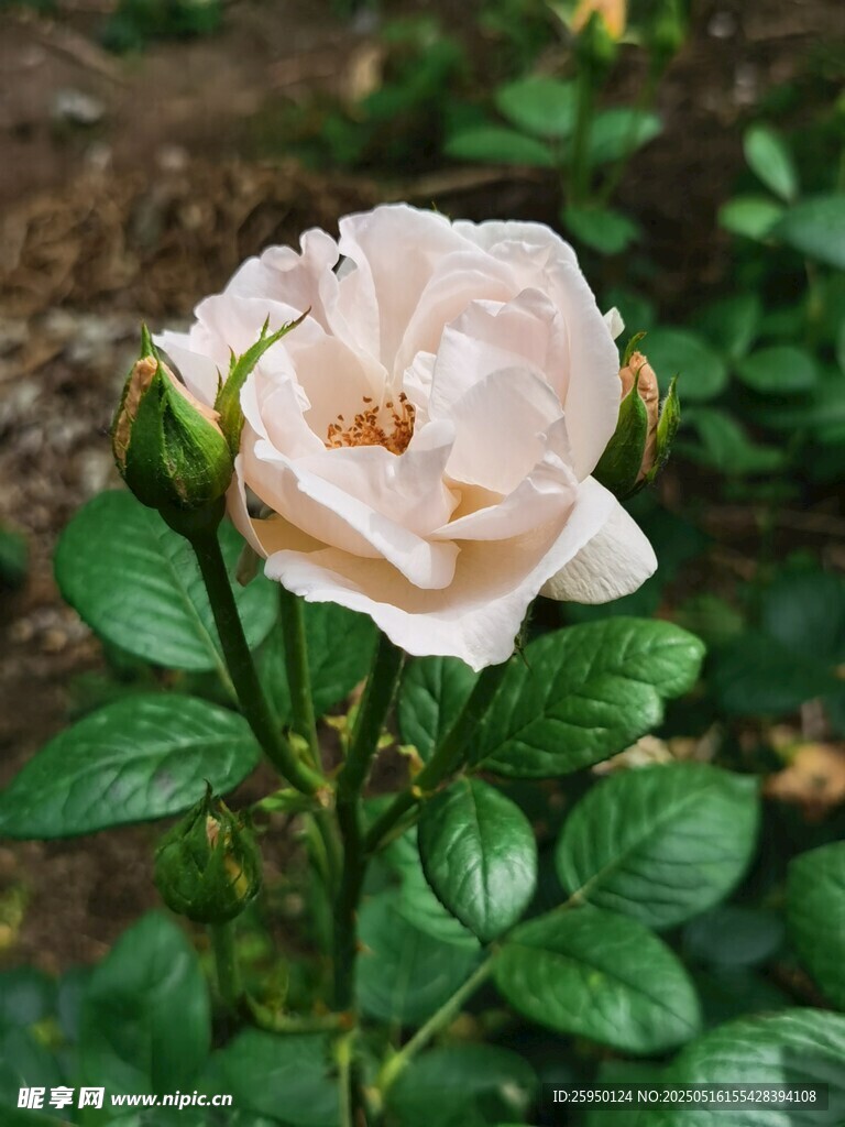 淡粉色綻放的嬌艷月季花