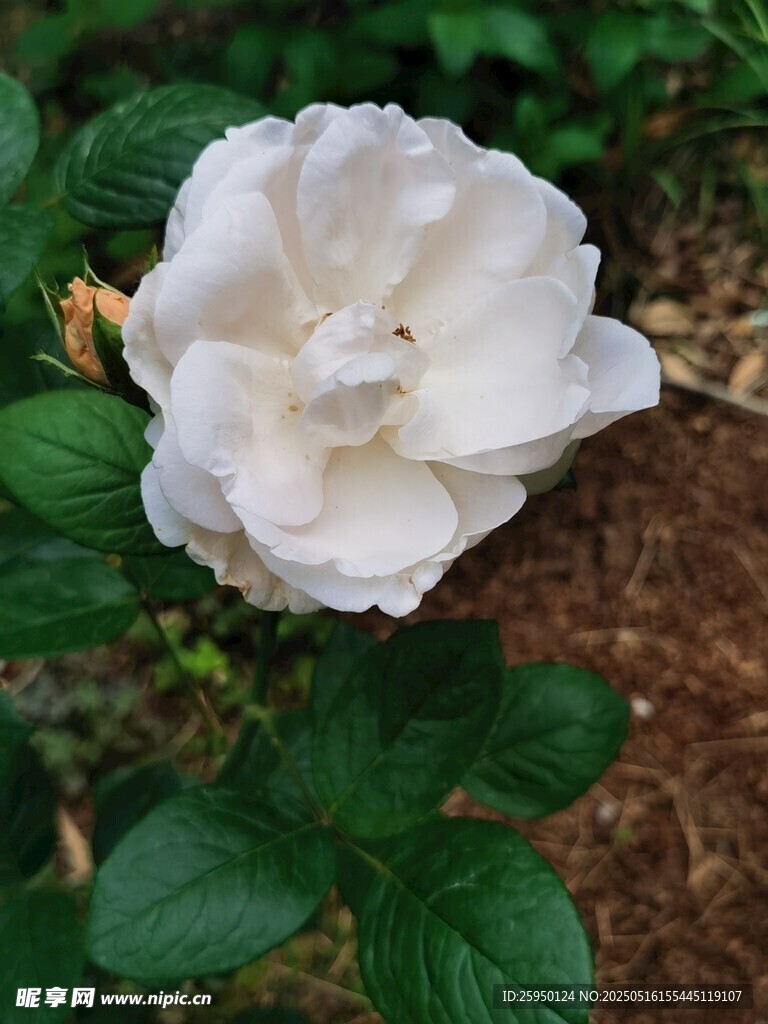 白色綻放的嬌艷月季花