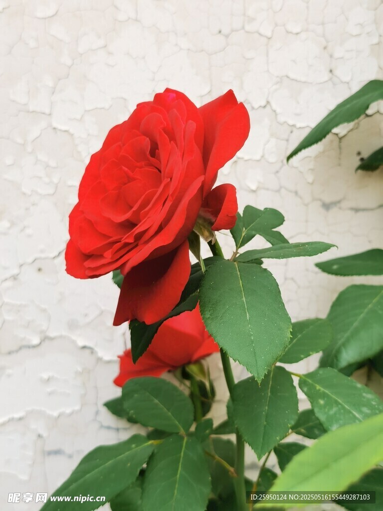 嬌艷紅玫瑰綻放綠葉間