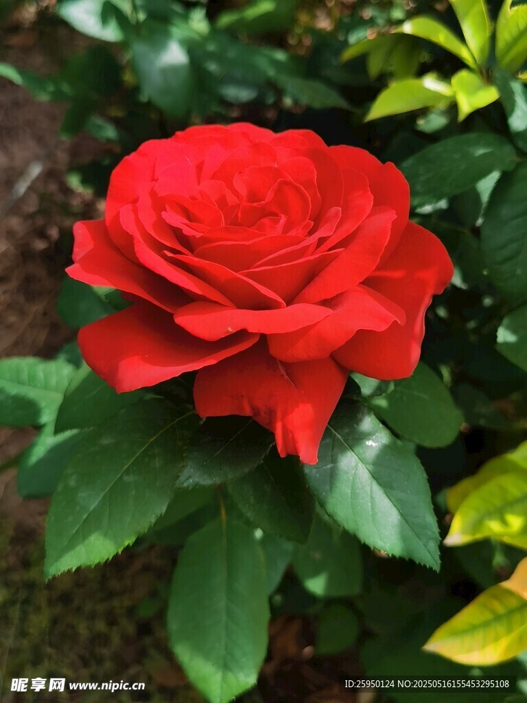 嬌艷紅玫瑰綻放綠葉間