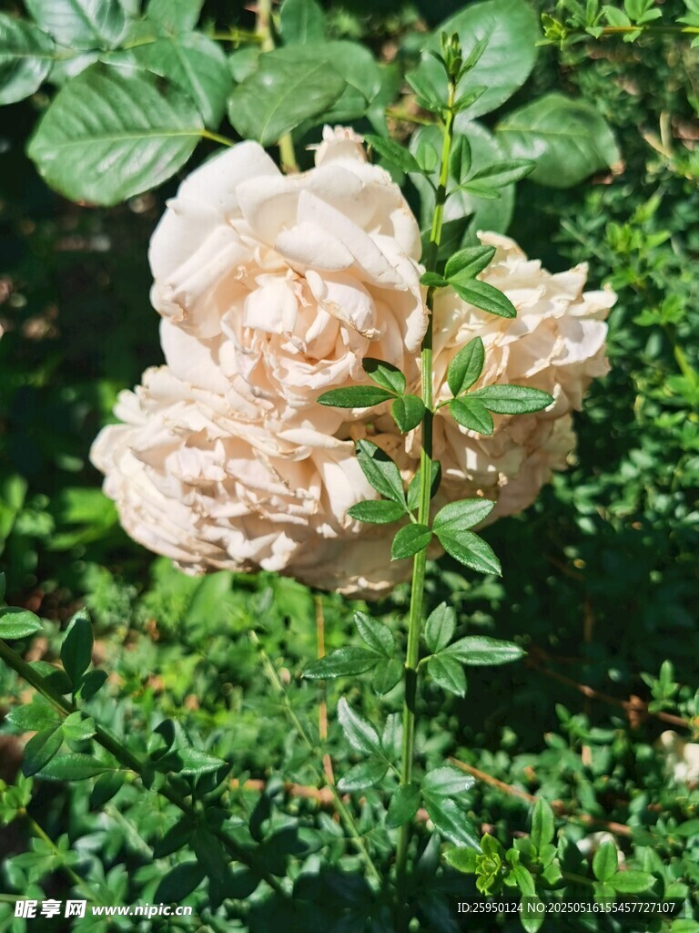 淡粉色月季花綻放