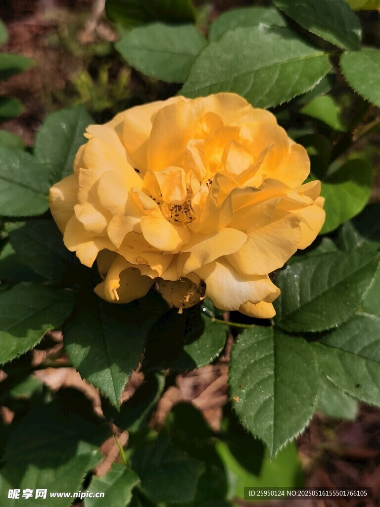 黃色嬌艷月季花