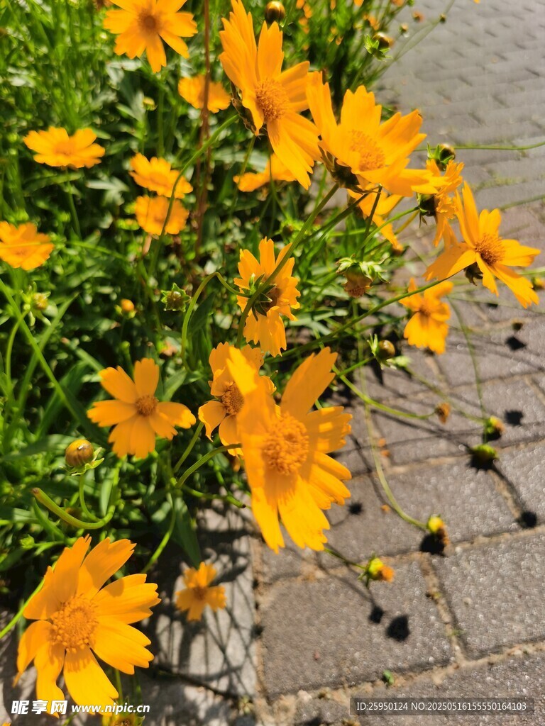 路邊綻放的燦爛黃色小花