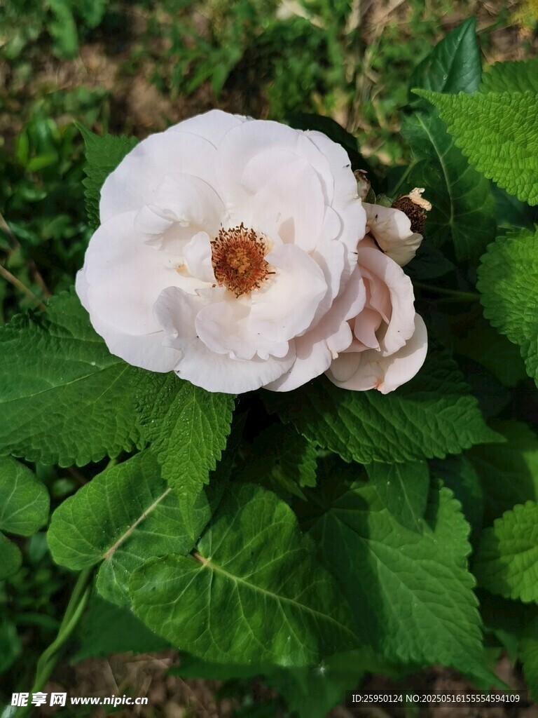 白色薔薇綻放綠葉間