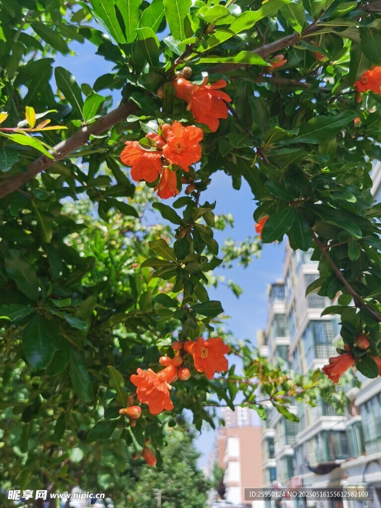 枝頭綻放的鮮艷石榴花