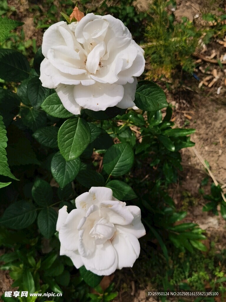 兩朵綻放的白色月季花