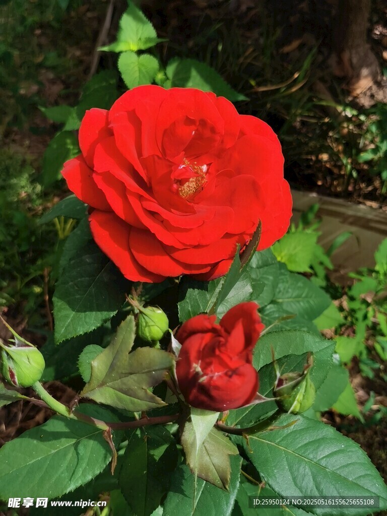 嬌艷紅玫瑰綻放綠葉間