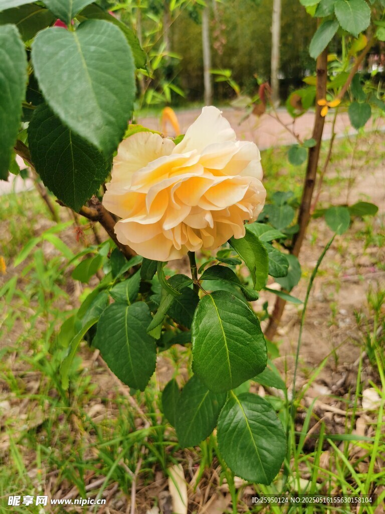 嬌艷黃玫瑰綻放于綠葉間