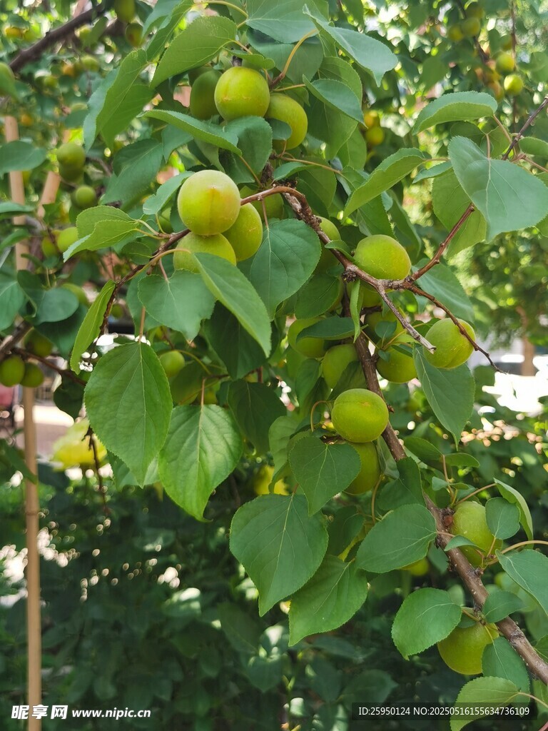 枝頭青杏掛綠葉間