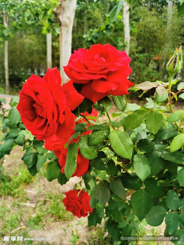嬌艷紅玫瑰綻放于綠葉間