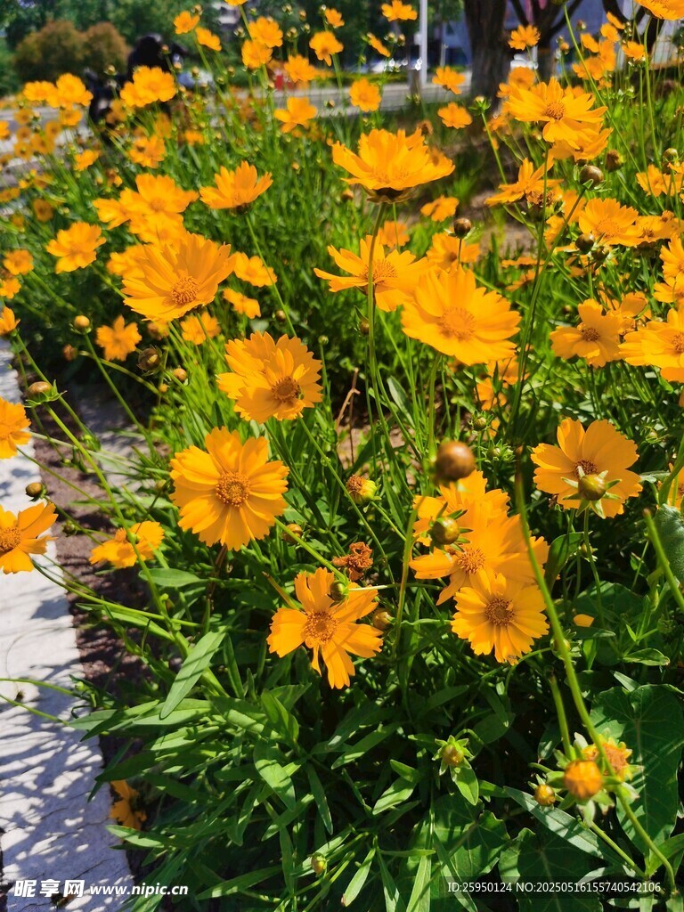 燦爛盛開(kāi)的橘色花朵