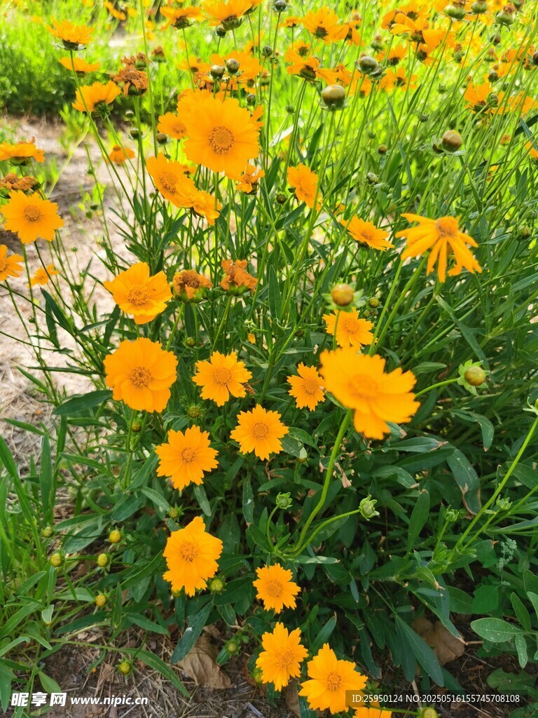 燦爛綻放的黃色小花