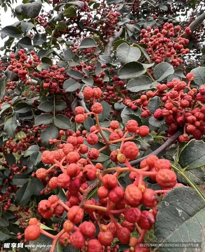 花椒