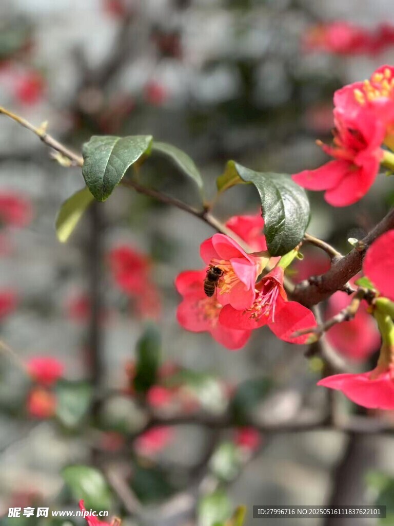 石臘梅