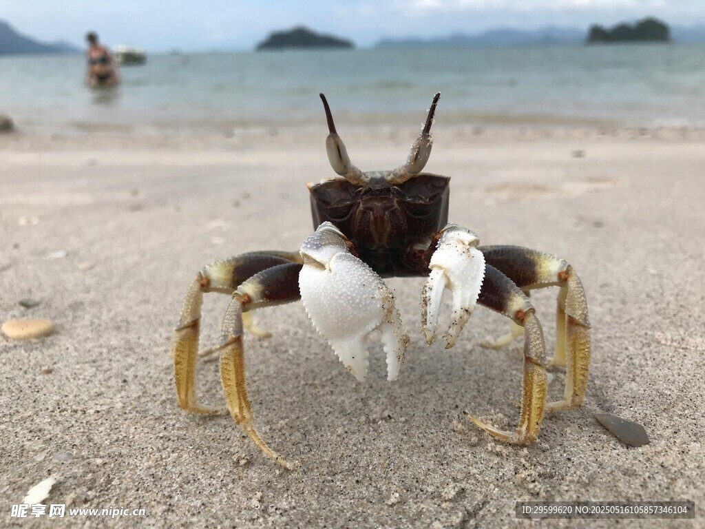 沙灘上的奇特螃蟹