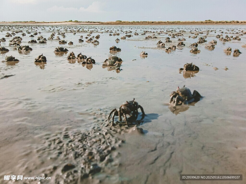 海灘上的奇特泥質凸起物