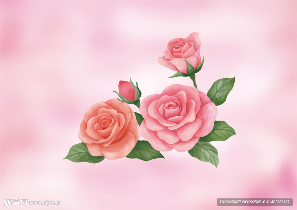 粉色玫瑰插畫