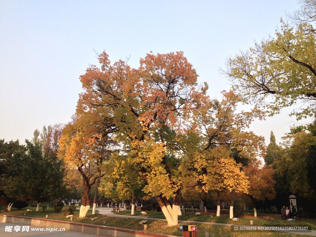 秋日公園斑斕樹木景致