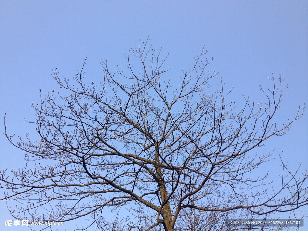 藍天映襯下的光禿樹木
