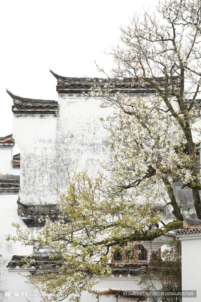 江南古建旁的繁茂春樹