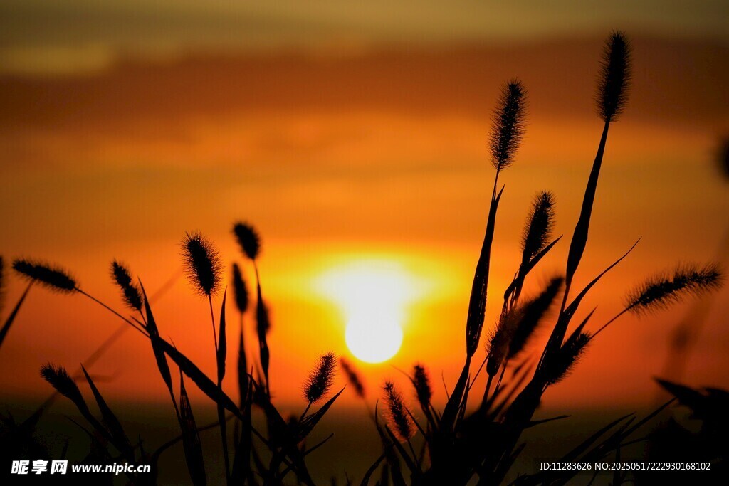 夕陽下的草影