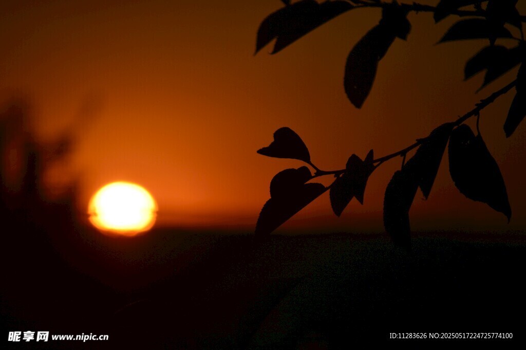 夕陽下的枝葉剪影