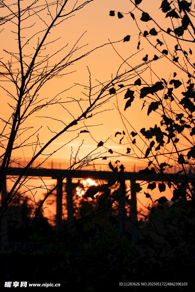 夕陽下的橋與樹木剪影