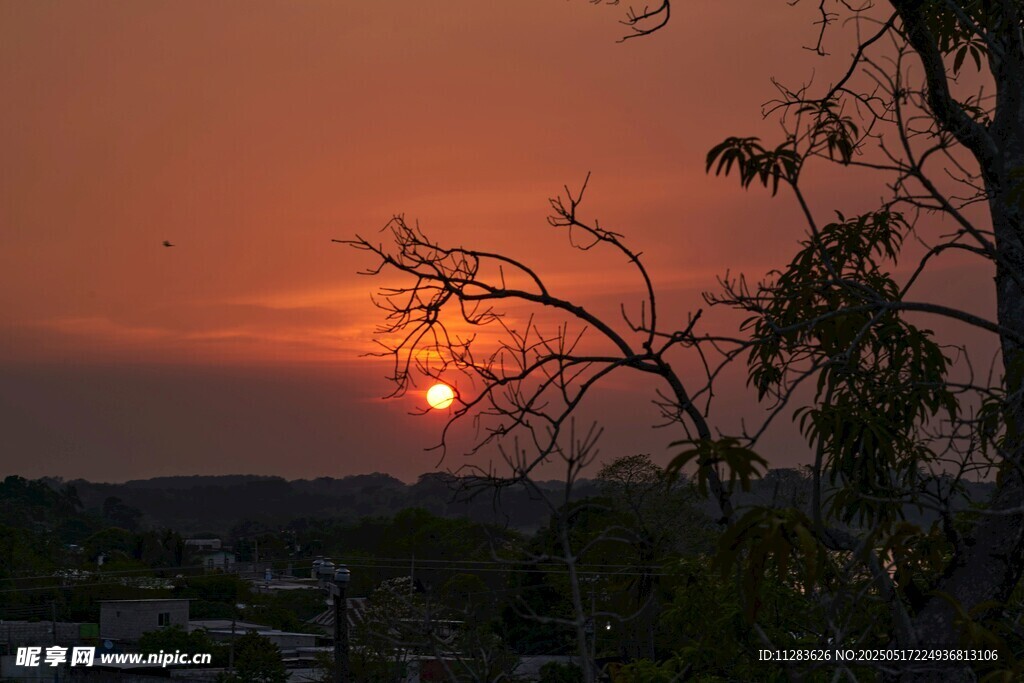 夕陽西下樹影綽約