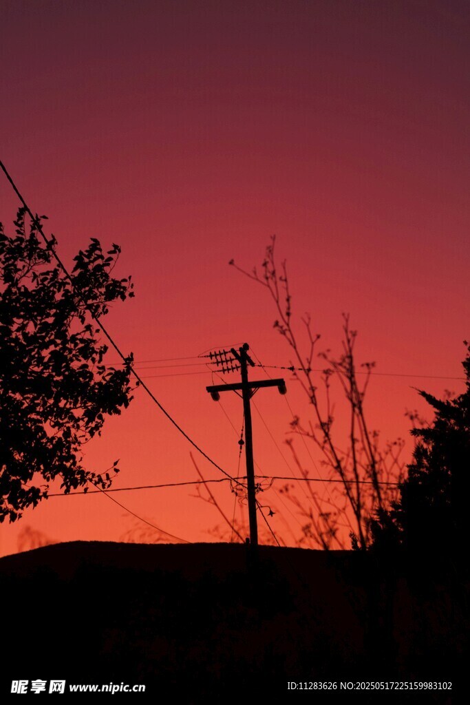 夕陽下的樹與電線桿剪影