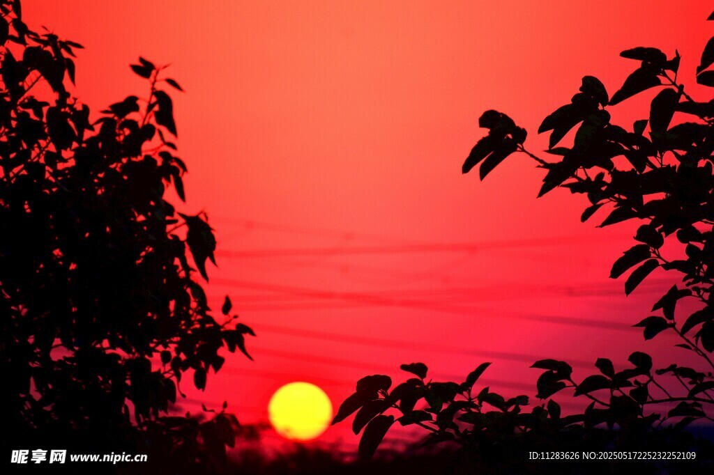 夕陽西下樹影綽約