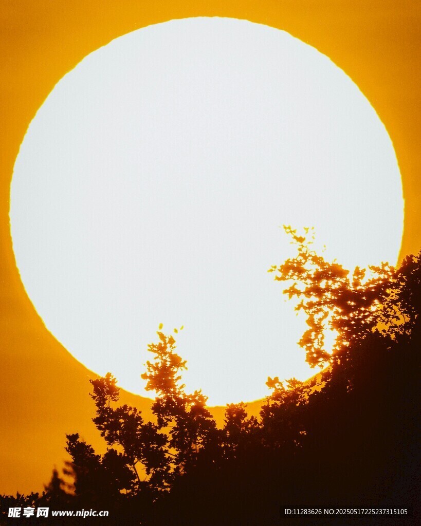 夕陽下的樹梢剪影