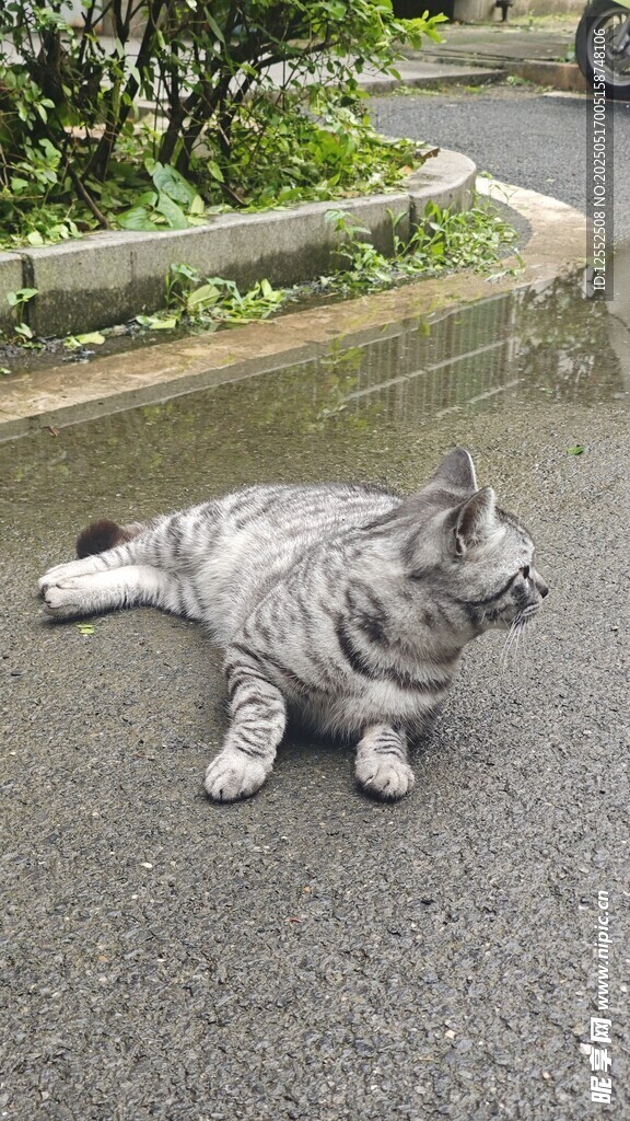 路邊躺臥的可愛灰貓