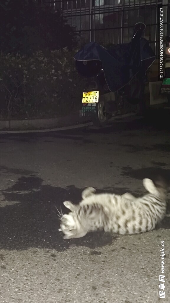 夜晚街頭蜷縮的貓咪