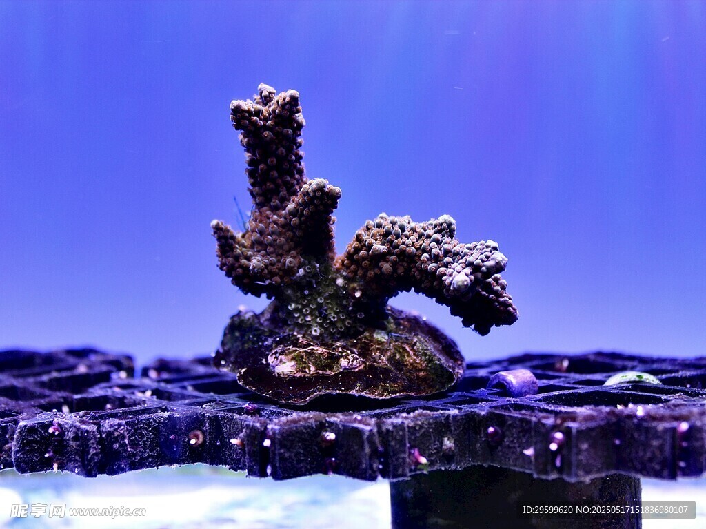 紫色假山造景水族擺件
