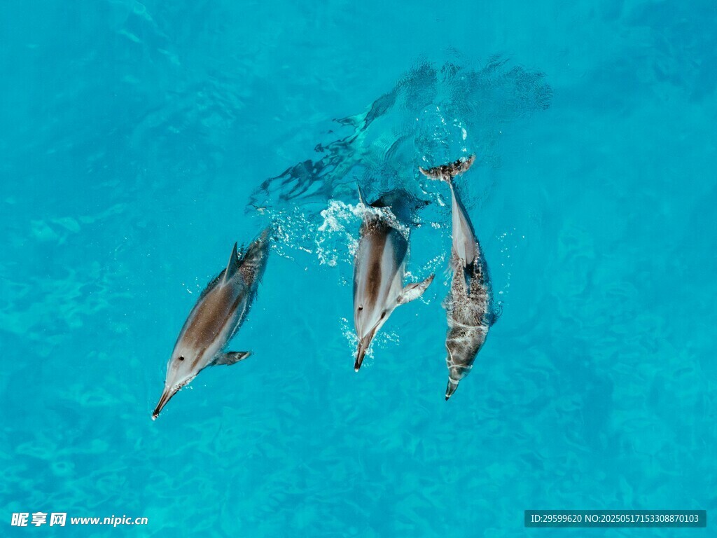 海中躍起的歡快海豚