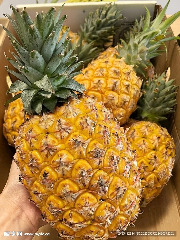 菠蘿