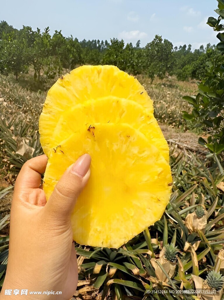 菠蘿