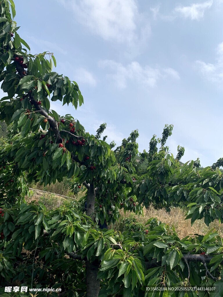 櫻桃栽培