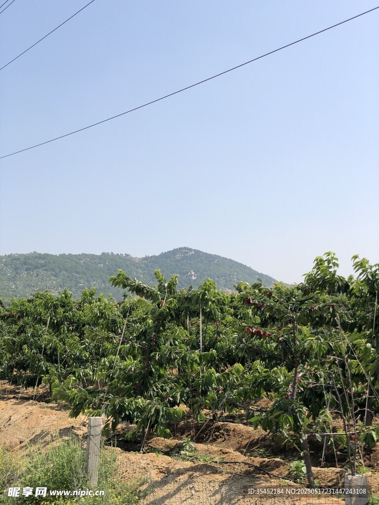 櫻桃栽培