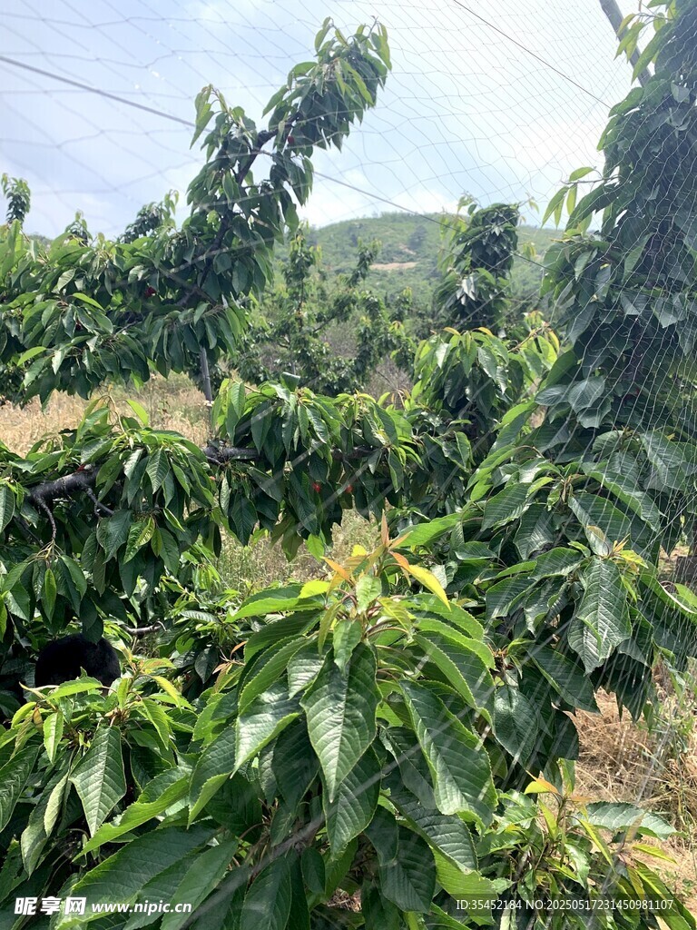 櫻桃栽培