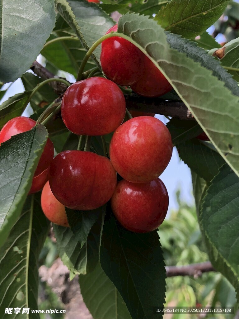 櫻桃栽培