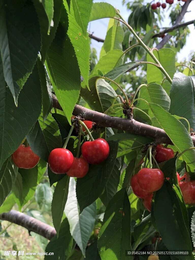 櫻桃栽培