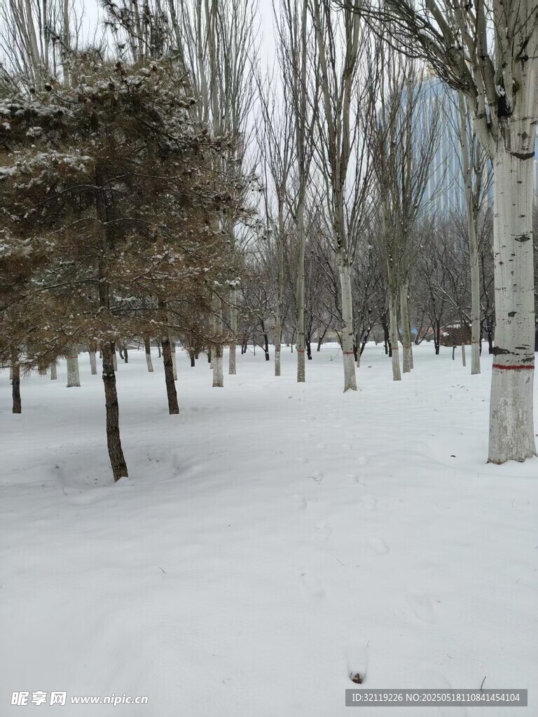 雪地