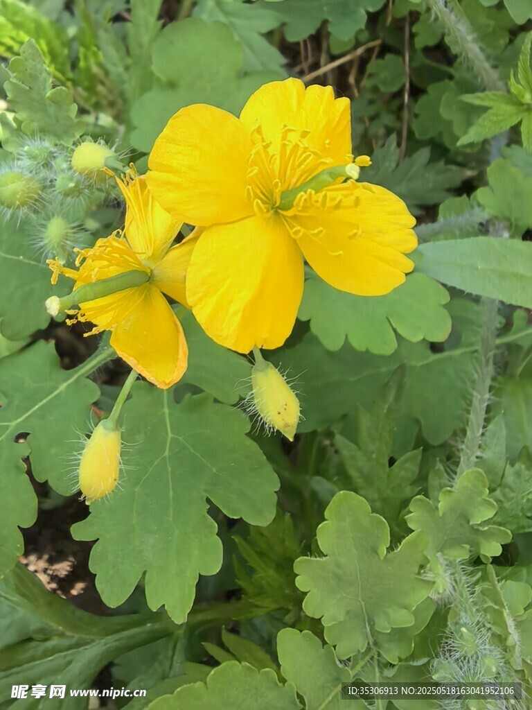 黃色小花綻放綠葉間
