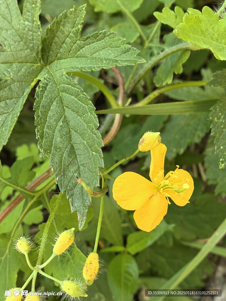 黃色野花綻放綠葉間