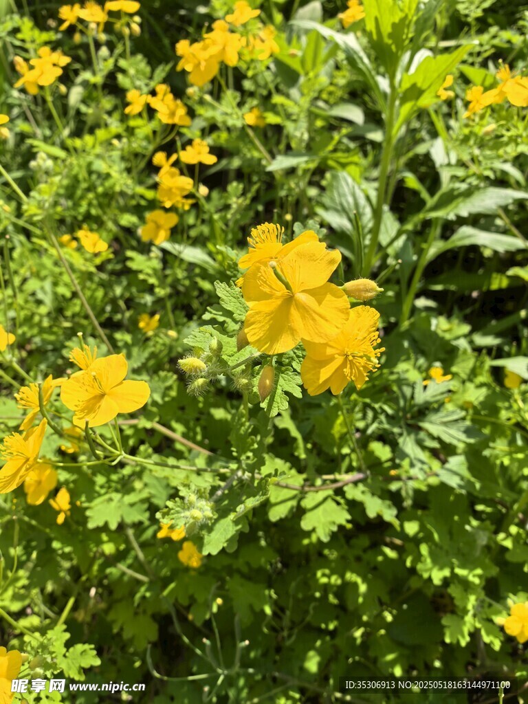 金黃燦爛的美麗花卉綻放